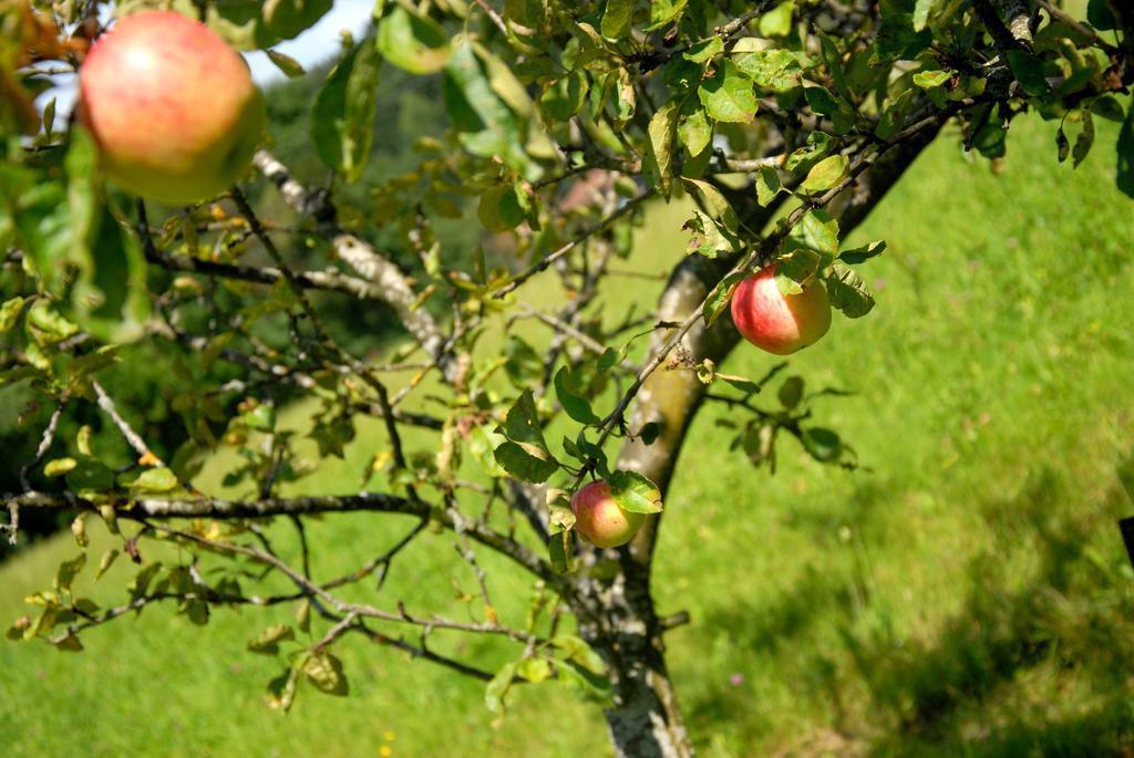 Miesenbach  Fruehstueckspension Wiesenhaus מראה חיצוני תמונה
